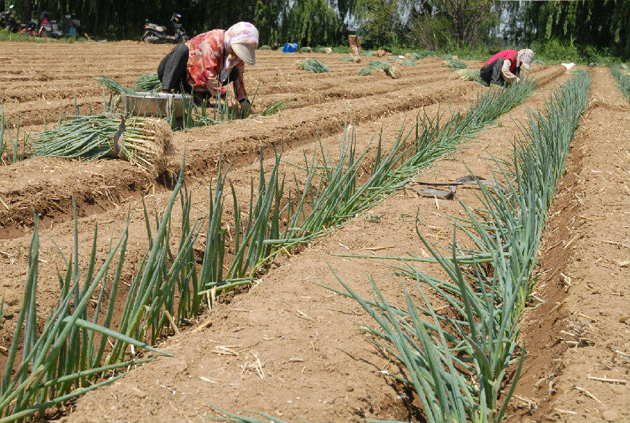 山东省青岛市即墨区移风店镇黄家庄村的农民在大田里栽种大葱.