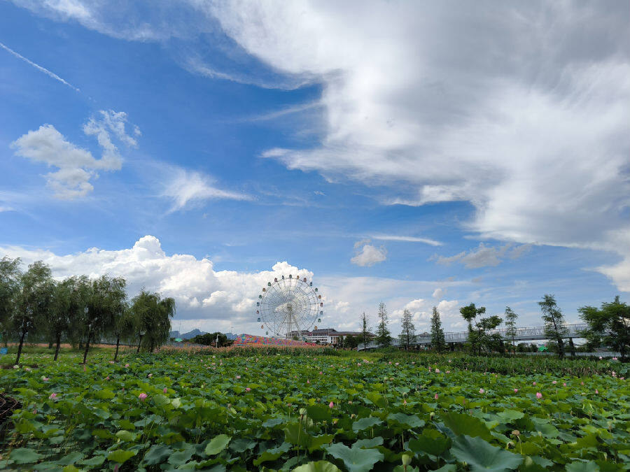 第十届覃塘区荷花文化旅游节将于7月29日开幕_县域经济网
