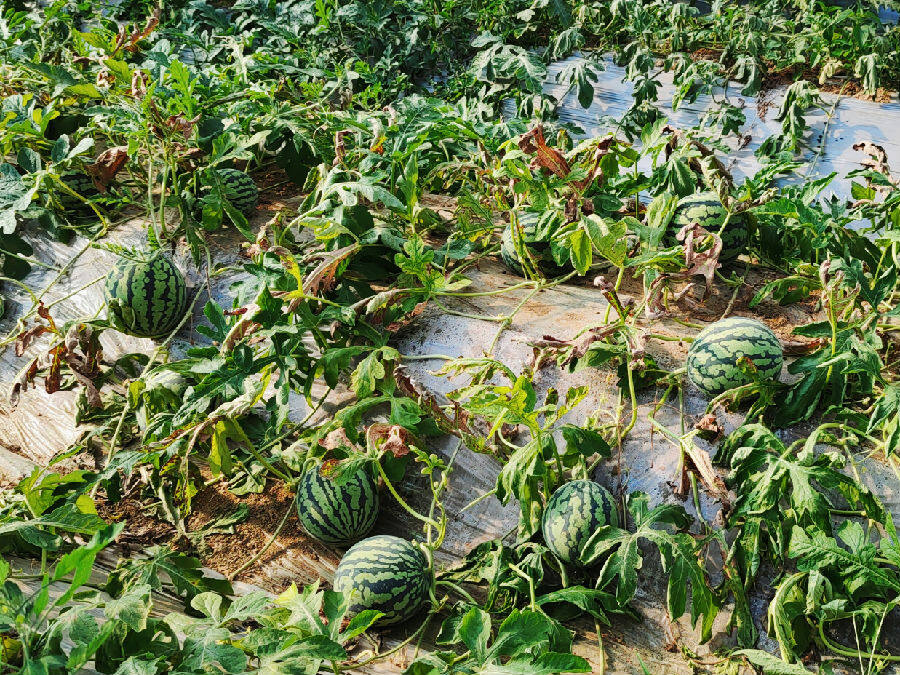 图为育苗大棚里种植的西瓜(黄朝江 摄)