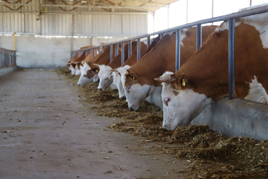 图为西门塔尔牛正在吃饲料(王荣曌玺 摄)
