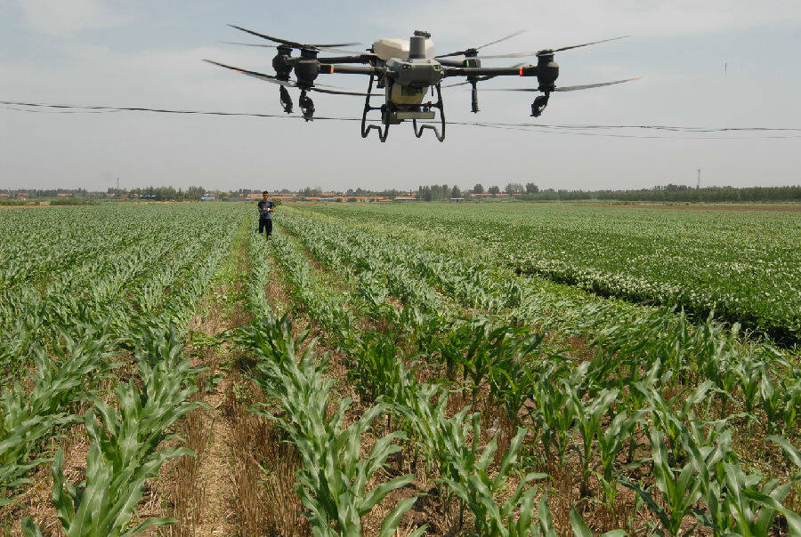 山东省青岛市即墨区段泊岚镇毛家岭四村农民利用植保无人机为玉米喷洒