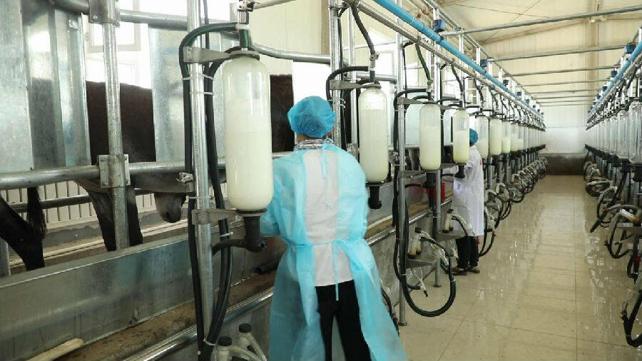 合作社员工正在用设备挤驴奶(王建强 摄)