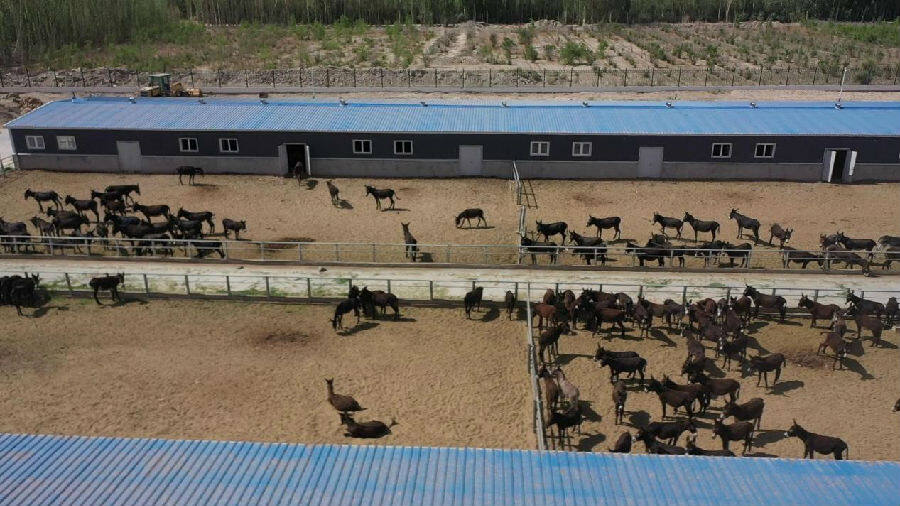 库车市玉奇吾斯塘乡库车裕万家畜禽养殖农民专业合作社奶驴养殖基地