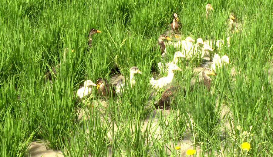 图为托万克苏布拉克村鸭子在稻田觅食(李哲清 摄)