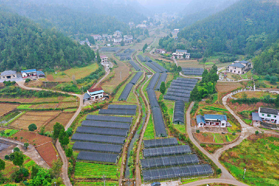 歧坪镇中药材栽培基地 (张雪 摄)