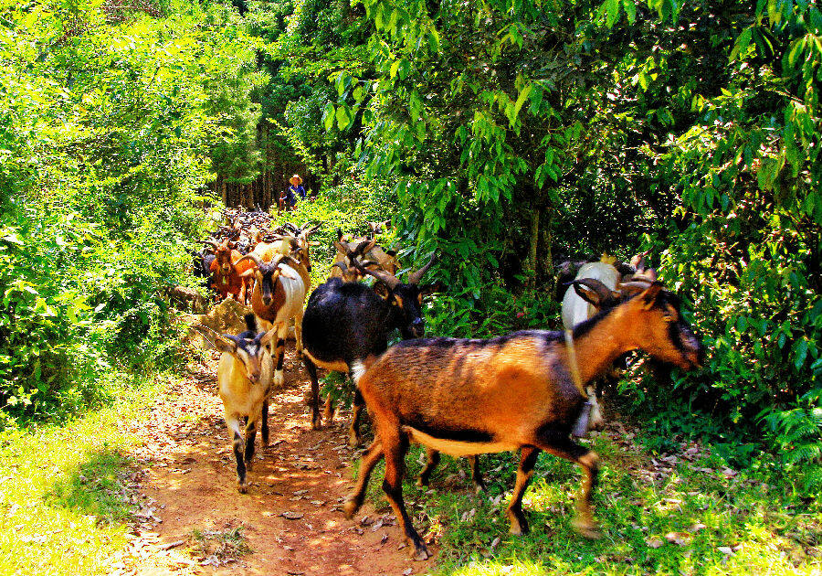"红骨山羊的羊角,羊骨,羊牙等可以治刺痛,腰病,肠胃病,眼病等疾病