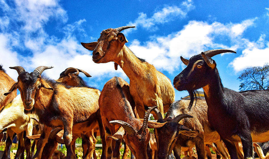 牙齿呈粉红色,骨头呈红色,因此而得名"红骨羊",是一种稀有独特的山羊