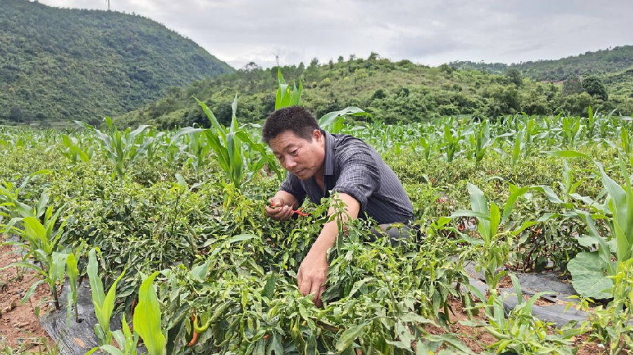 王俊武采摘辣椒 (段伟 摄)