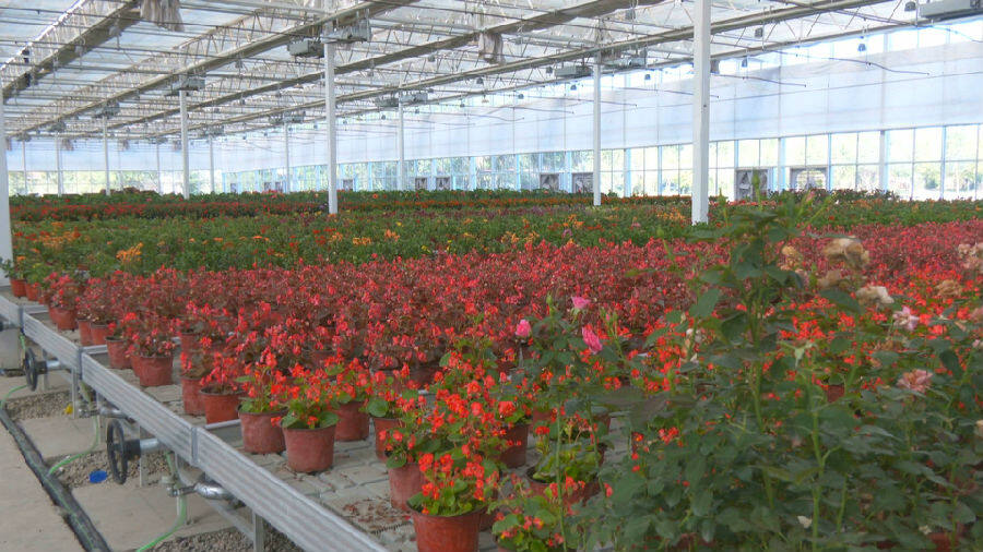 图为智能温室大棚内鲜花长势正旺 (成石麟 摄)