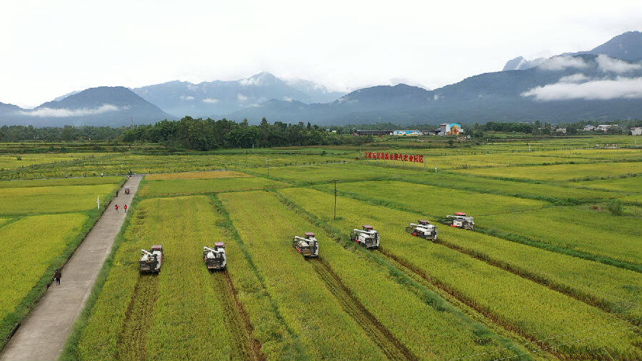 江油现代农业园区(江轩 摄)