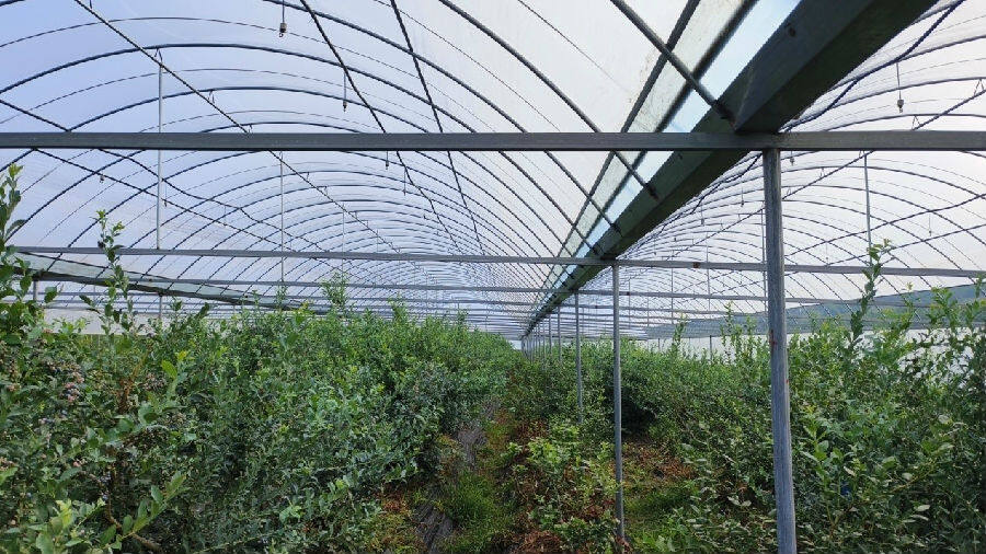 蓝莓连体大棚(钱珊珊 摄)