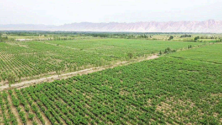 图为拜城县玉露葡萄种植专业合作社葡萄新品种示范园(魏百宁 摄)