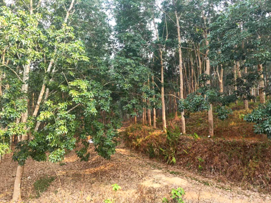 云南省瑞丽市支行信贷支持的橡胶产业林 (董珍珍 摄)