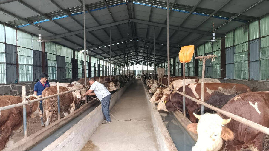 安徽怀远万福镇构建以养牛为主的全产业链推进乡村振兴