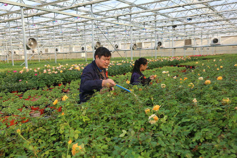 花卉小镇助农增收已成气候(杨润德 摄)