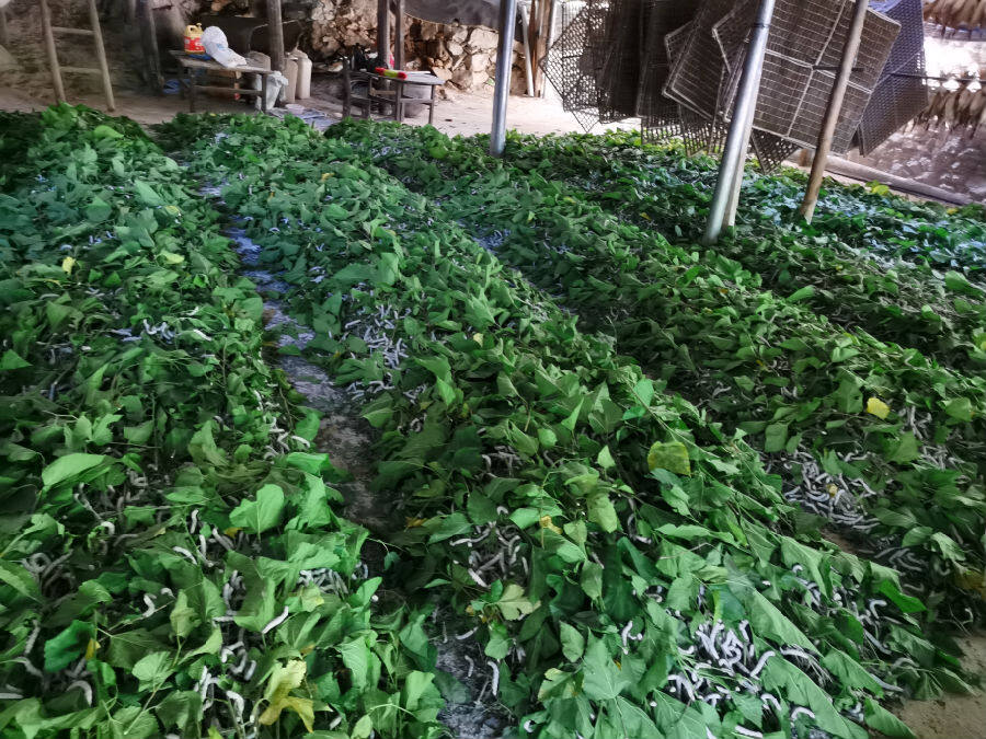 图为古文村养蚕场景(许道珍 摄)