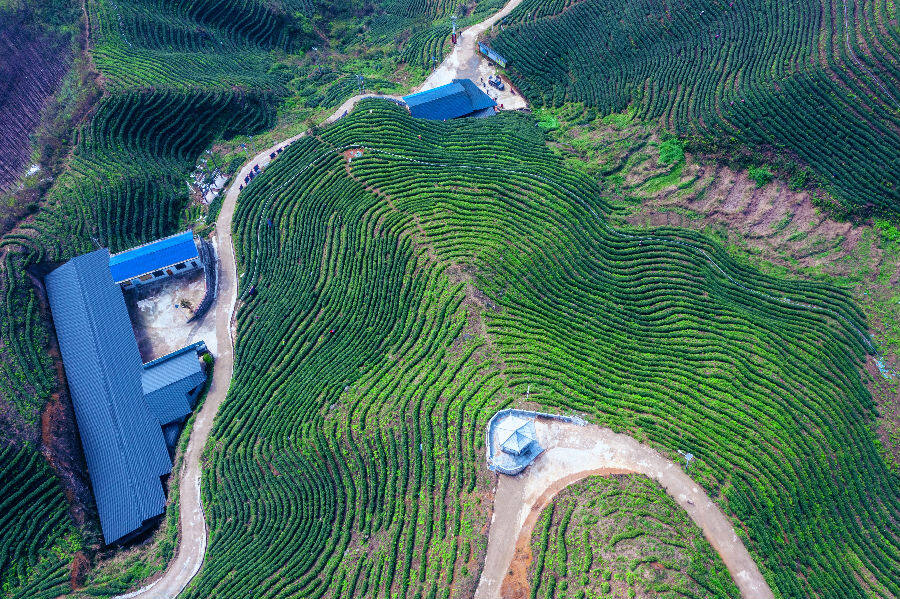 图为茶园俯瞰全景(侯波 摄)
