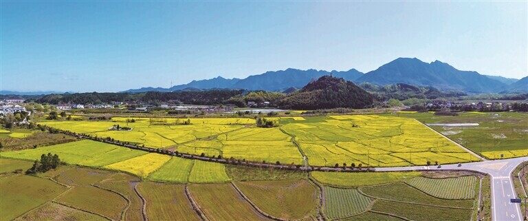 泾县茂林镇千亩粮油基地通讯员 吴 泾摄