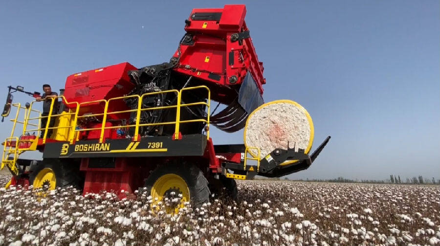 新疆阿瓦提县1255万亩棉花迎来采收