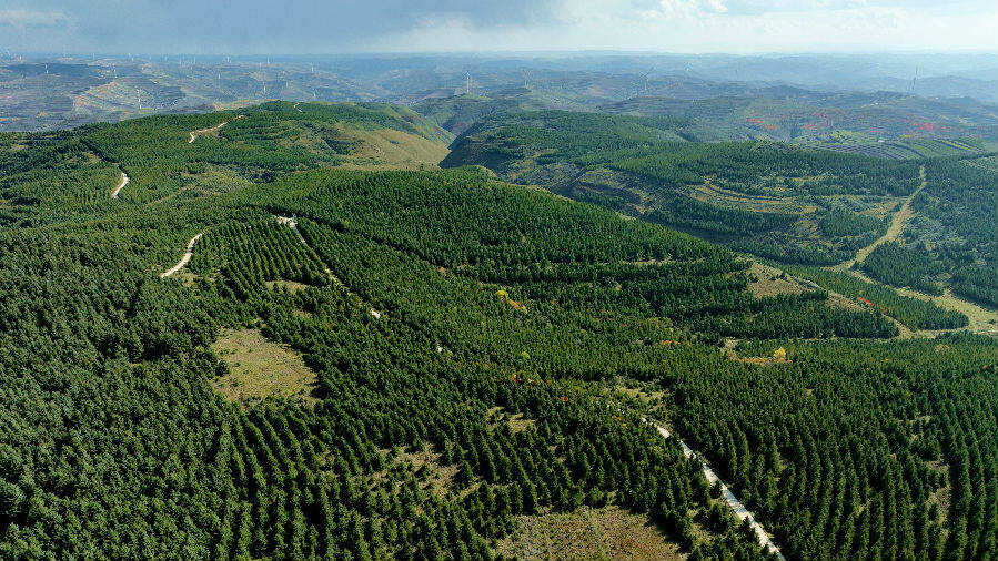 鹿鹿山上林海如潮