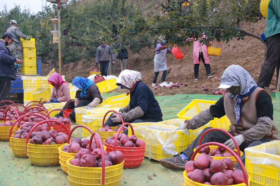 在通渭县鸡川镇金城村的苹果种植基地,果农将采摘的苹果进行挑选,装框