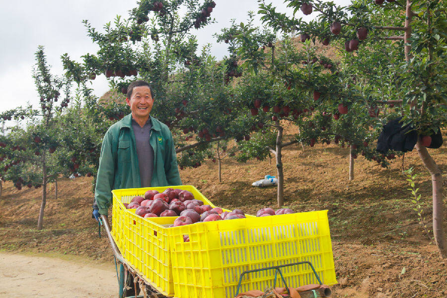 鸡川苹果迎来采摘季