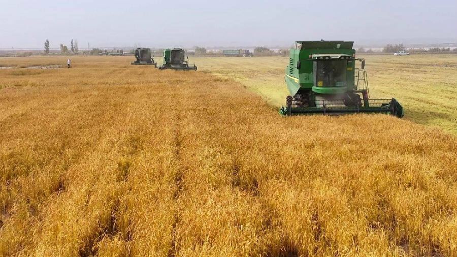 新疆阿克苏市6万余亩水稻开镰收割