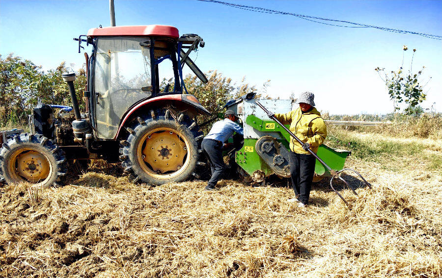 村民主动在田边收草"捡钱"(顾士刚 摄)