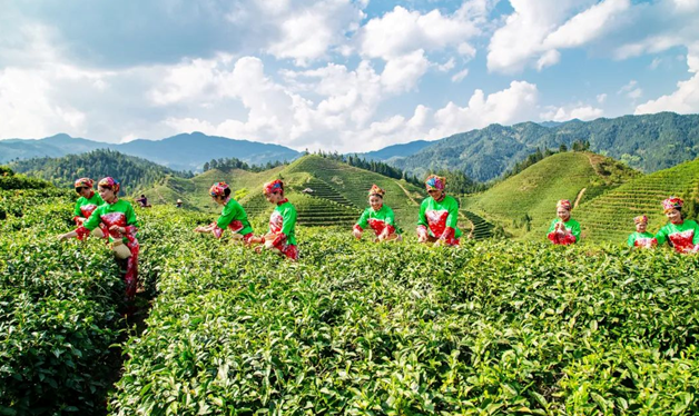 茶产业成为众群增收致富的“金叶子” （李发明 摄）