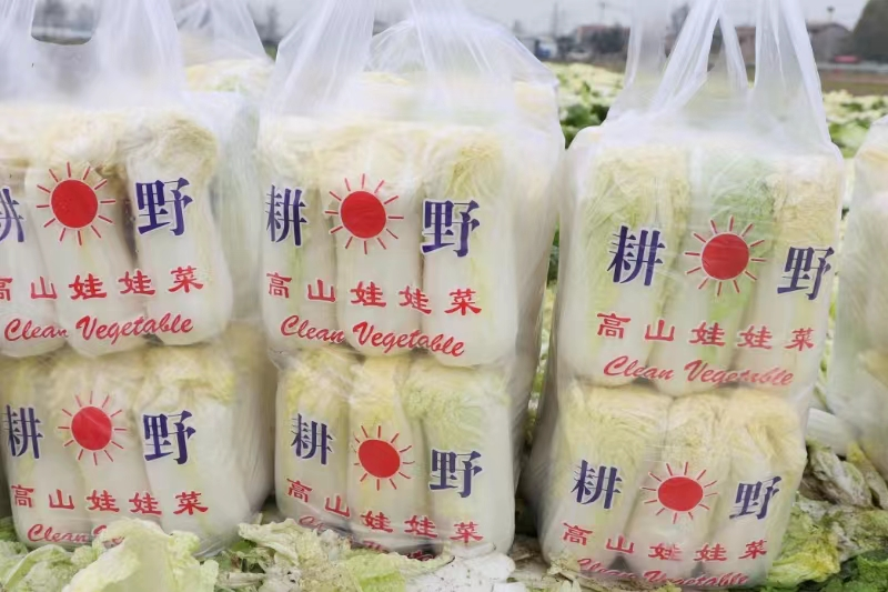 打包好的娃娃菜准备运往超市(朱永生 摄)