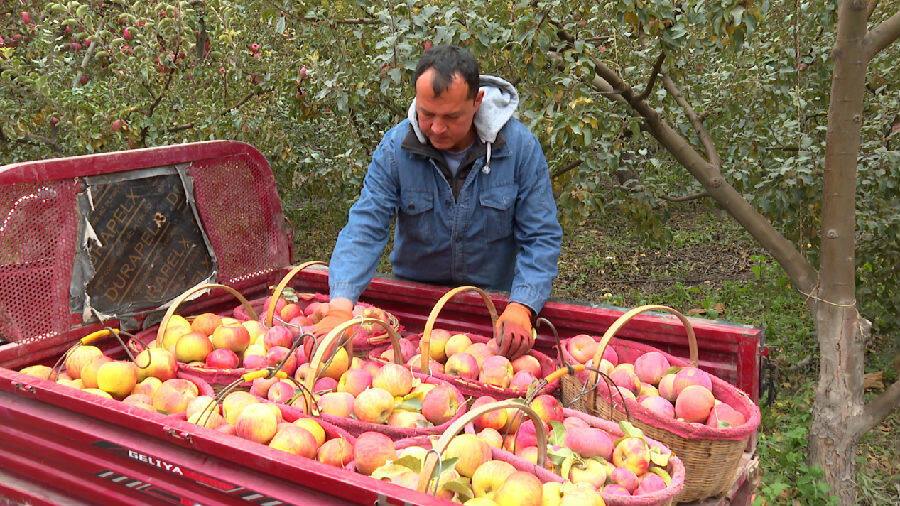 图为果农正准备将一筐筐苹果装车拉走(古丽迪雅尔·艾尼瓦尔 摄)
