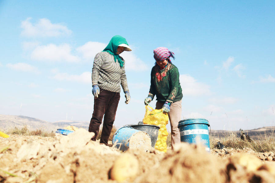 马铃薯大田种植基地采收的"原种" (通宣 摄)