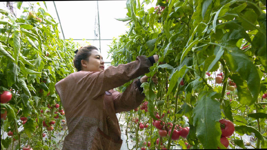 图为种植户在大棚内采摘蔬菜 (张云龙 摄)