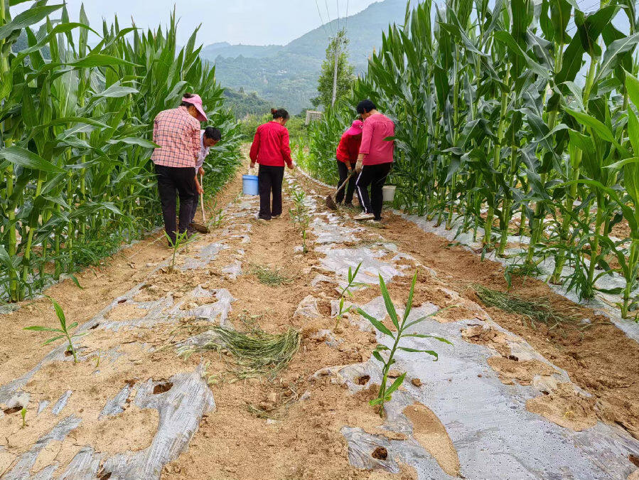 玉米生姜套种(西坡 摄)