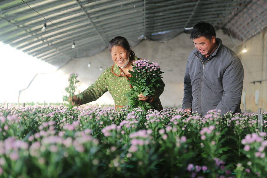 图为工人们正在温室大棚里采收雏菊花（徐卫 摄）