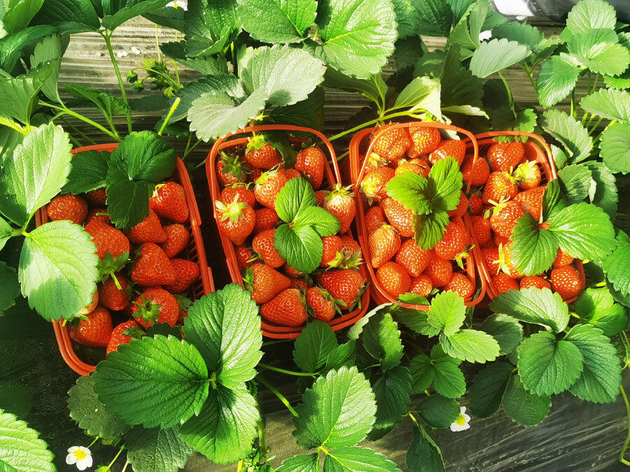 莓好时光采摘忙演绎甜蜜致富经