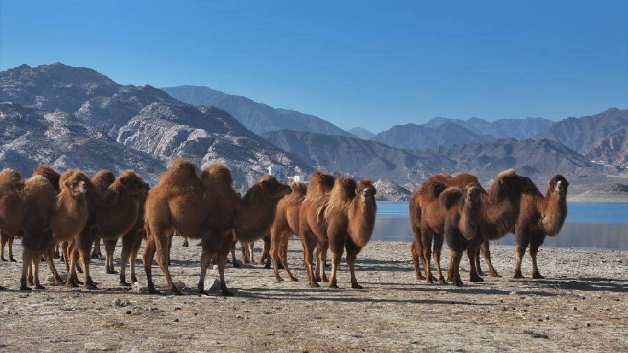 图为新疆巴州和硕塔什汗国家湿地公园八一水库骆驼群  (加亚巴图 摄)