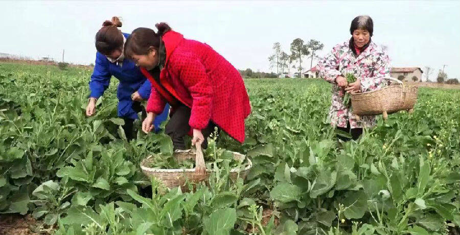 湖北荊門掇刀區獅山油菜薹搶鮮上市