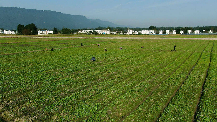 当地群众进行田间管理工作(肖蒙 摄)