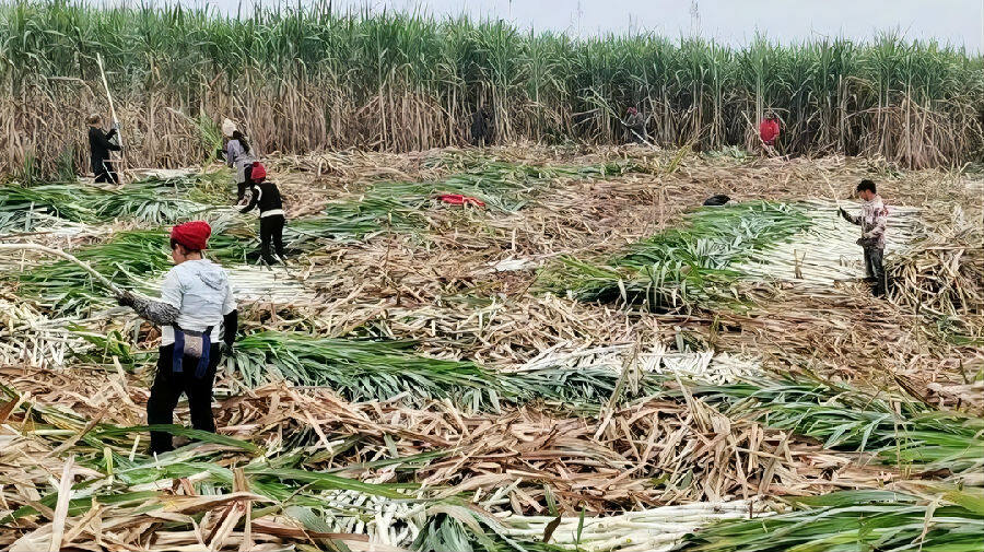 蔗農砍收甘蔗 (魯昱穎 攝)在雲南中雲上允糖業有限公司,一車車甘蔗