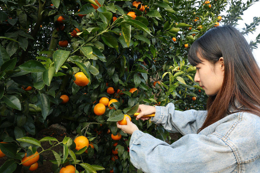 在霞香苑生态茶园,游客正在采摘沃柑 (许鹏飞 摄)