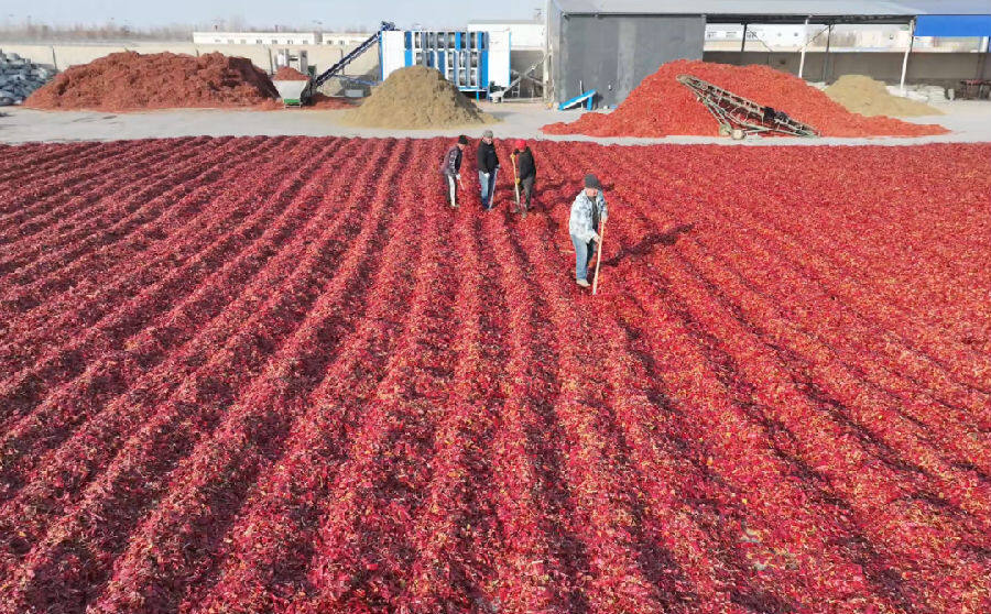 尼 摄)近年来,新疆鸿运生物科技有限公司依托和硕丰富的辣椒产地资源