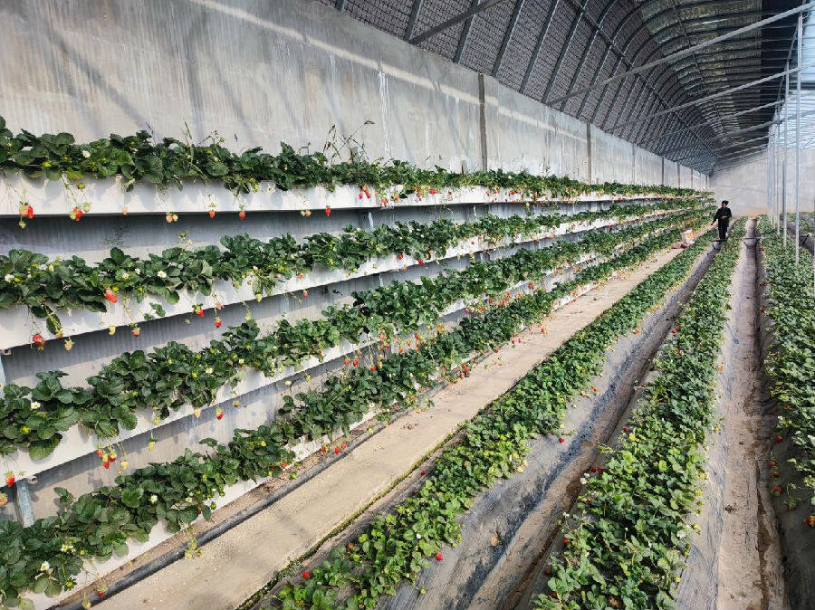 崖川村安置点的草莓大棚(杨璐 摄)