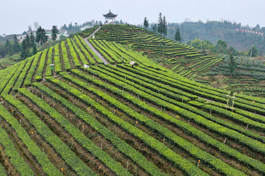 纳溪早茶香茶农采摘忙