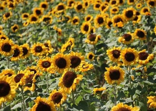 含苞怒放的向日葵(周应宏 摄)龙潭乡黄草坝村小田组是普洱市烟草公司