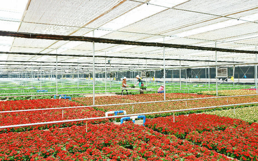 虹溪花卉基地现代化大棚(赵树龙 摄)为让花卉产业惠及群众,弥勒市充分