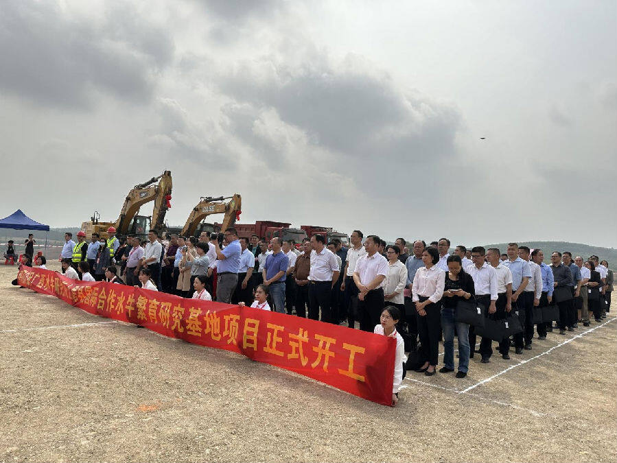 广西上思县将建成国际奶水牛繁育研究基地