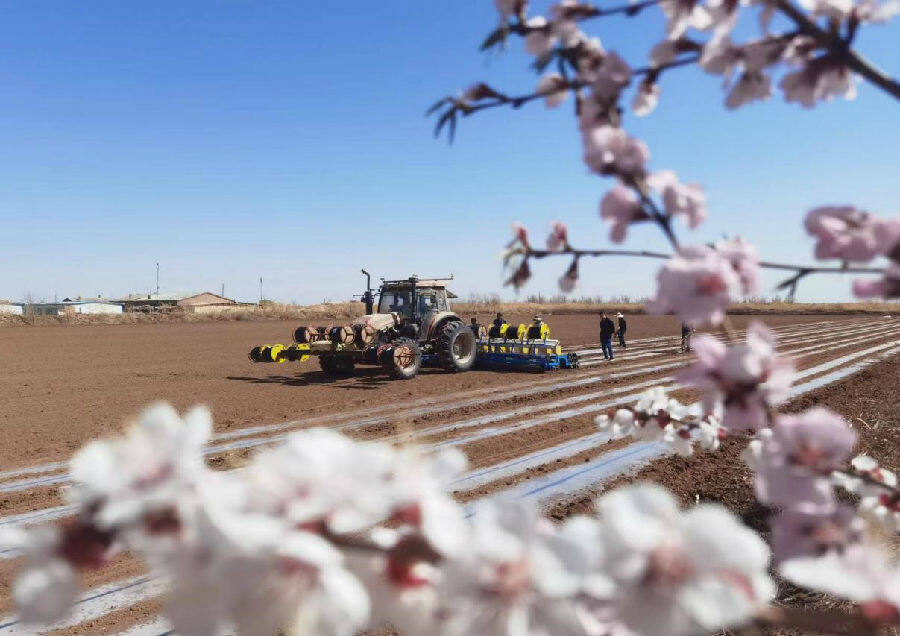 新疆阿克苏市105.68万亩棉花开播_县域经济网