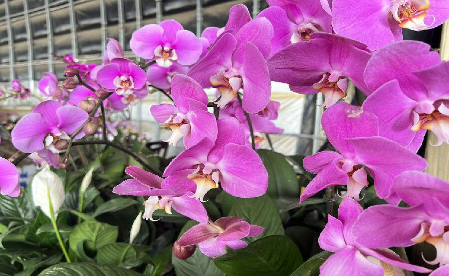 大棚花开卉向美好新生活