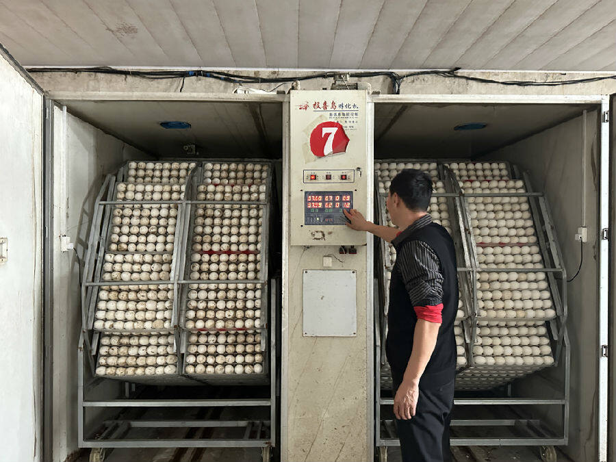 村主导发展蛋鹅生产产业,村庄坐落于微山湖与东鱼河交接处,在饲料